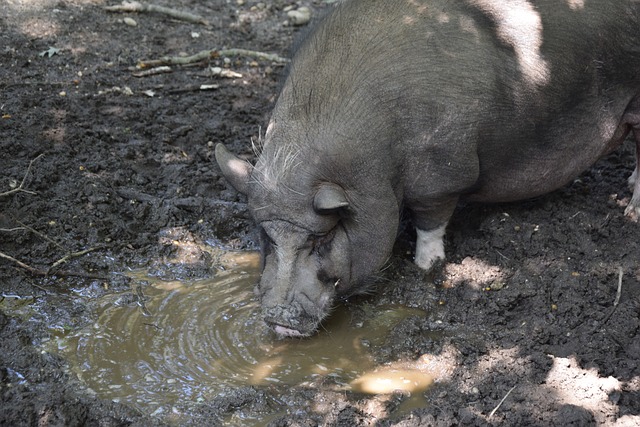 中国运动员 中国运动员